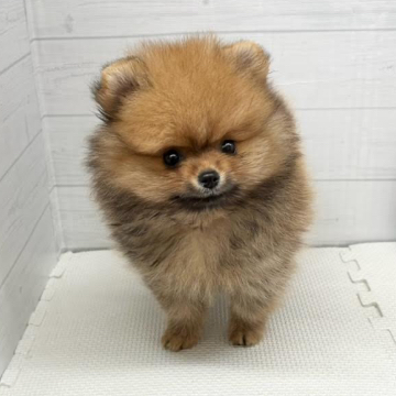 animal_image