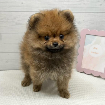 animal_image