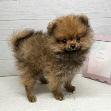 animal_image
