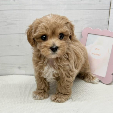 animal_image