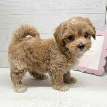 animal_image