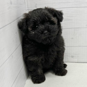 animal_image