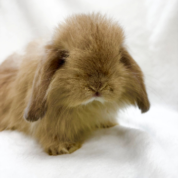 animal_image