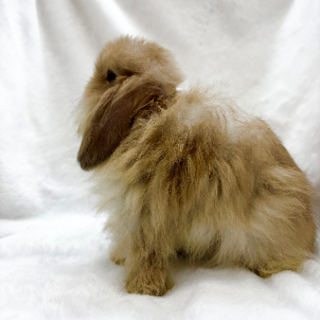 animal_image