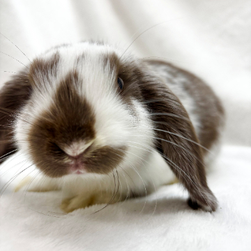 animal_image