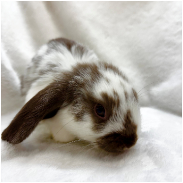 animal_image