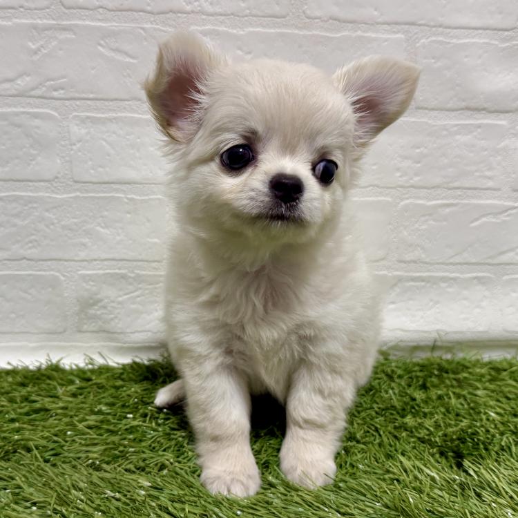 animal_image