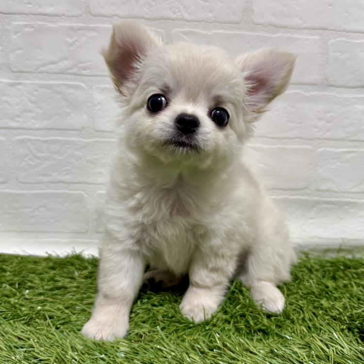animal_image