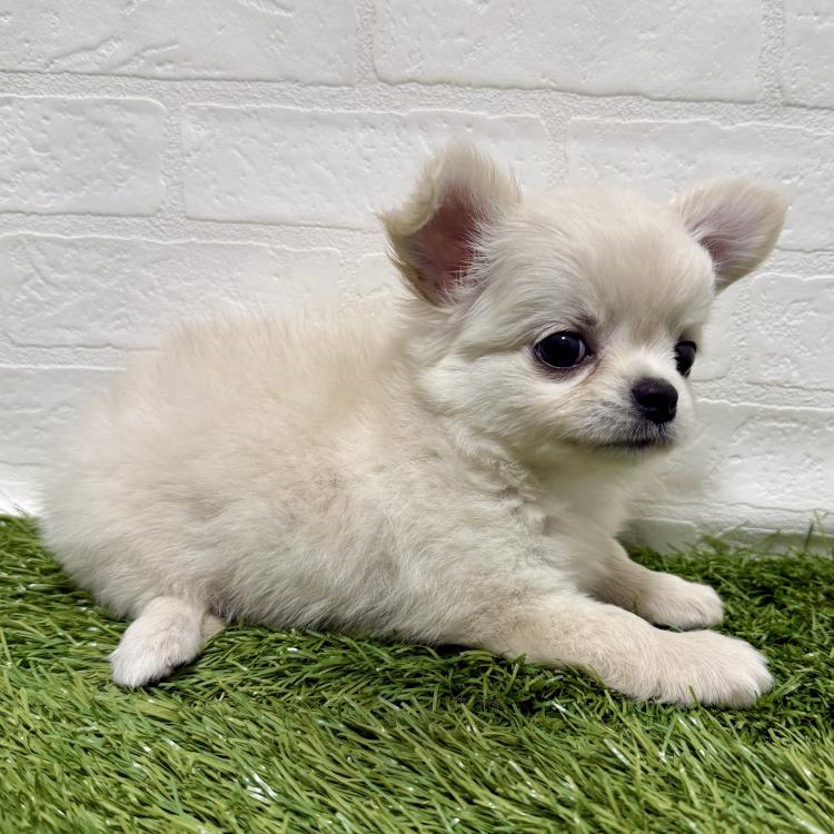 animal_image