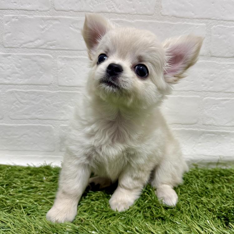 animal_image