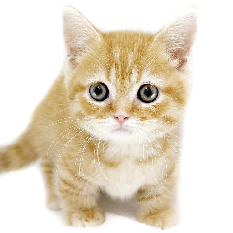 animal_image