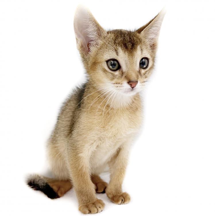 animal_image