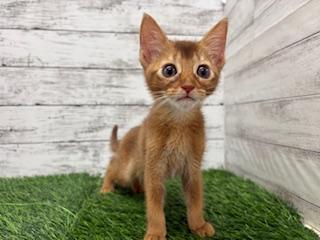 animal_image