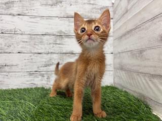 animal_image