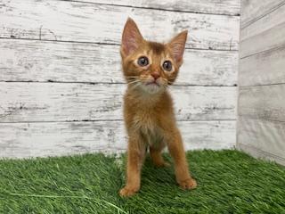animal_image