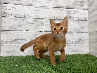 animal_image