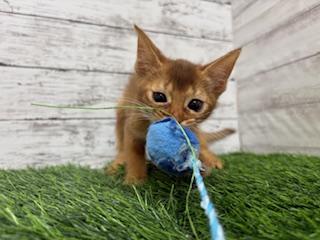 animal_image