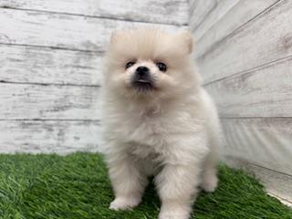 animal_image