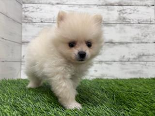 animal_image