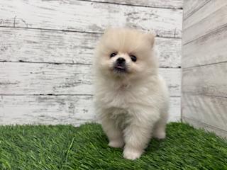 animal_image