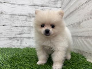 animal_image