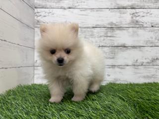 animal_image
