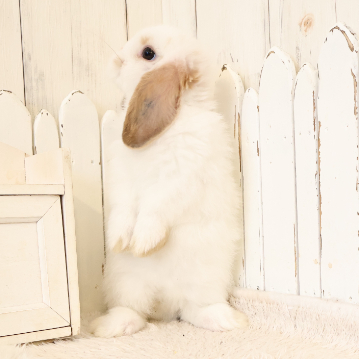 animal_image