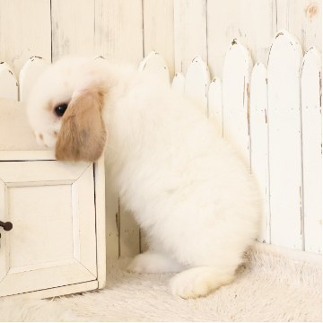 animal_image