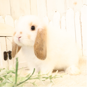 animal_image