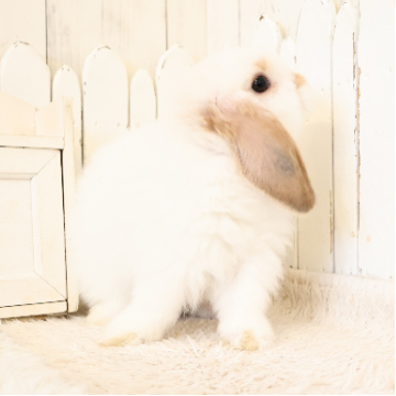 animal_image
