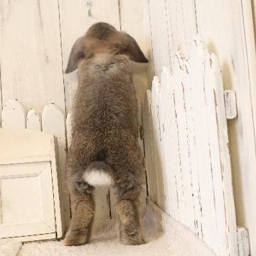 animal_image