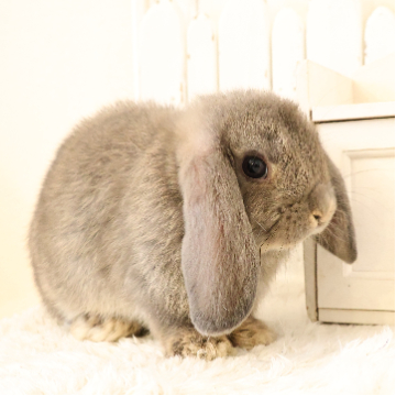 animal_image
