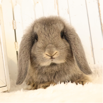 animal_image
