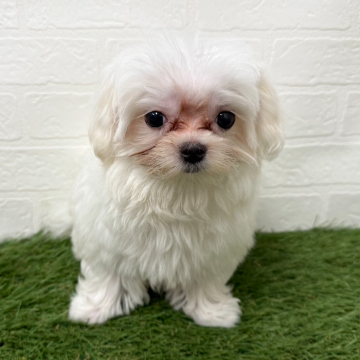 animal_image