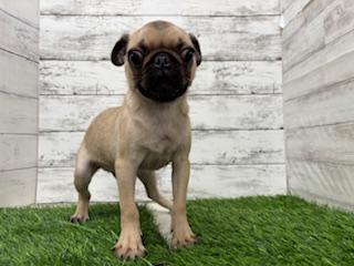 animal_image