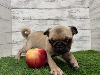 animal_image