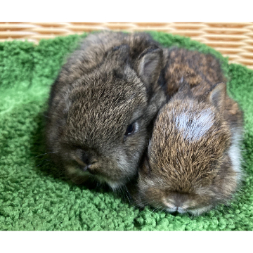 animal_image