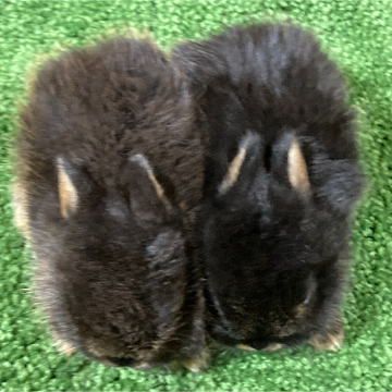 animal_image