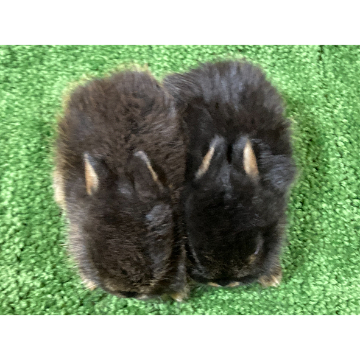 animal_image