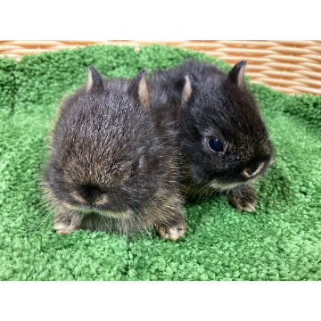 animal_image