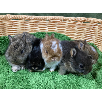 animal_image