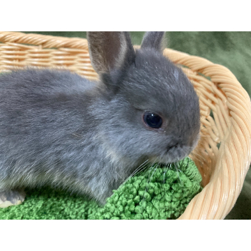 animal_image