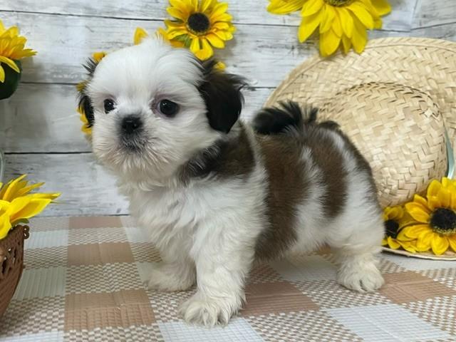 animal_image