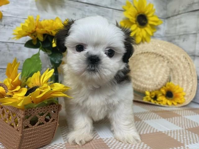 animal_image
