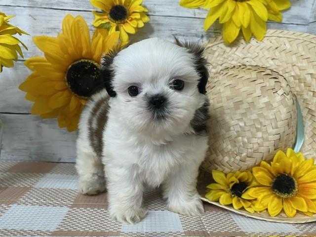 animal_image