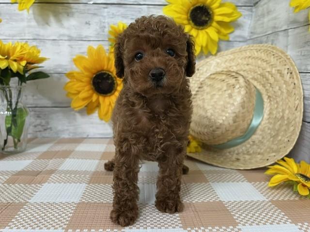 animal_image