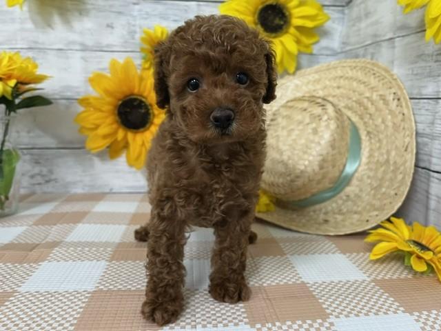 animal_image