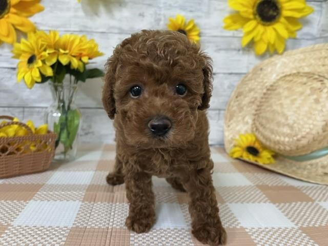 animal_image