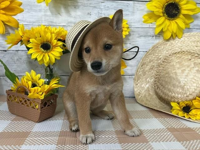 animal_image