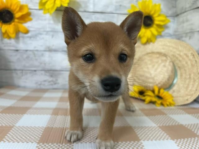 animal_image